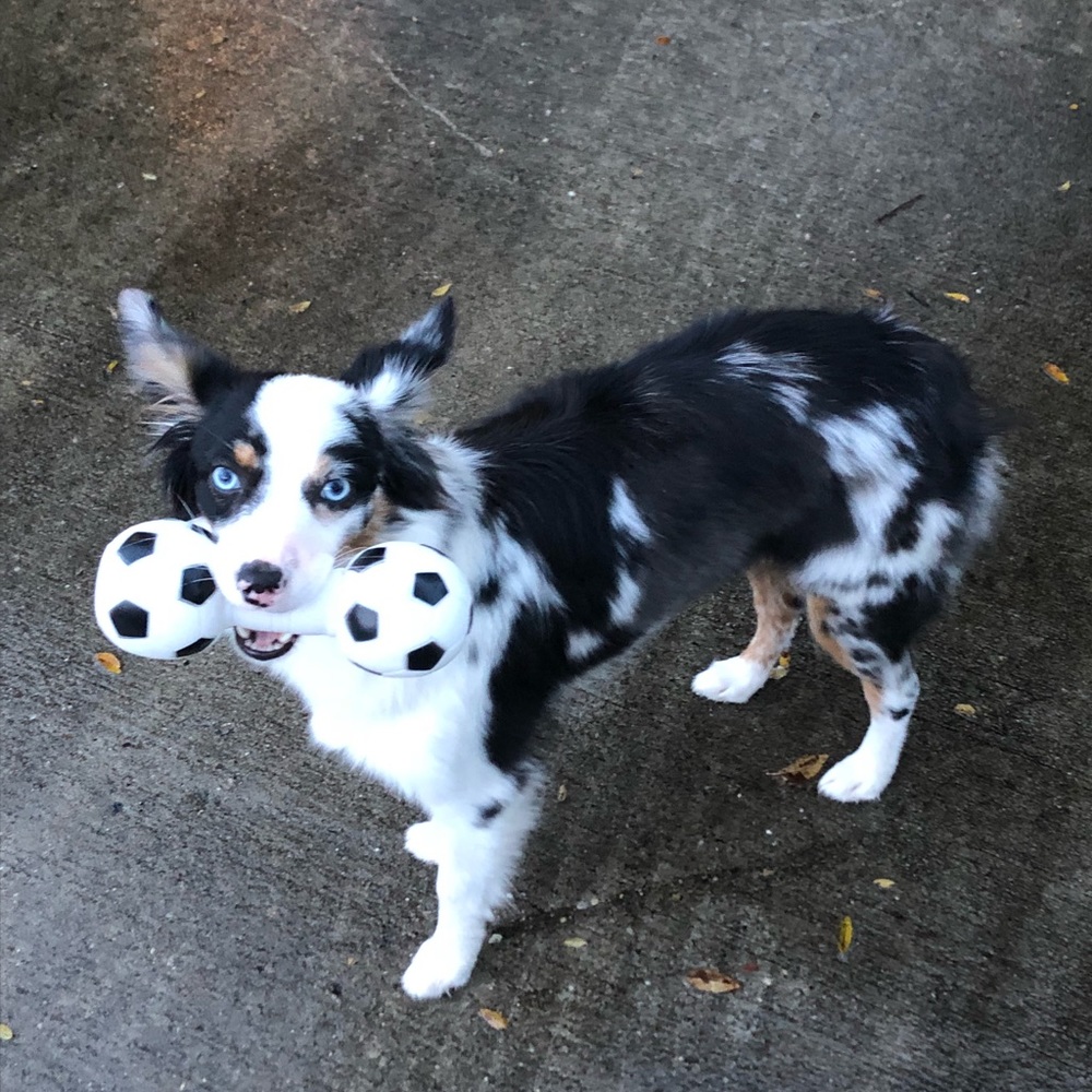 Meet your Posher, Pat